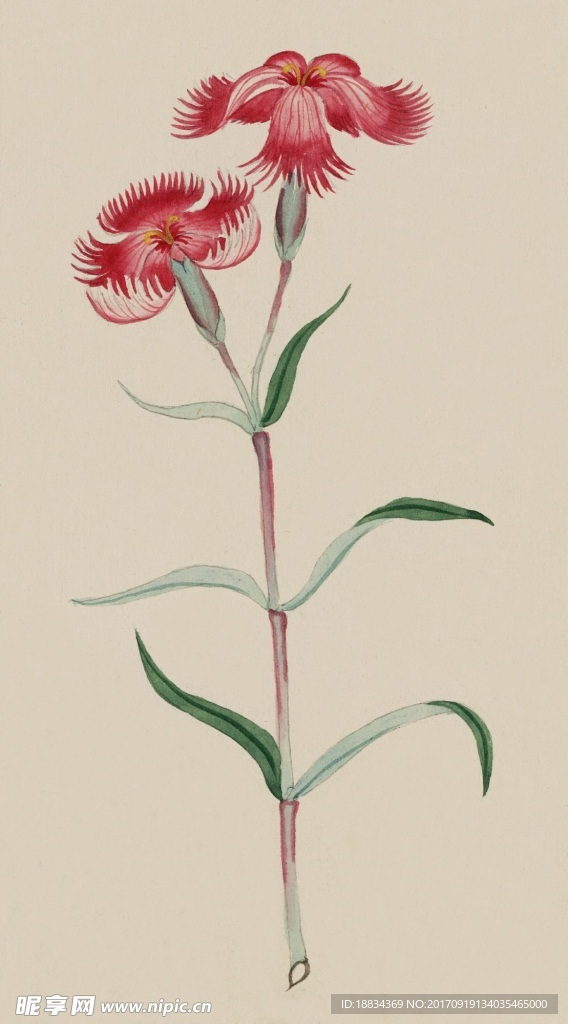 手绘水彩花