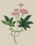 手绘水彩花