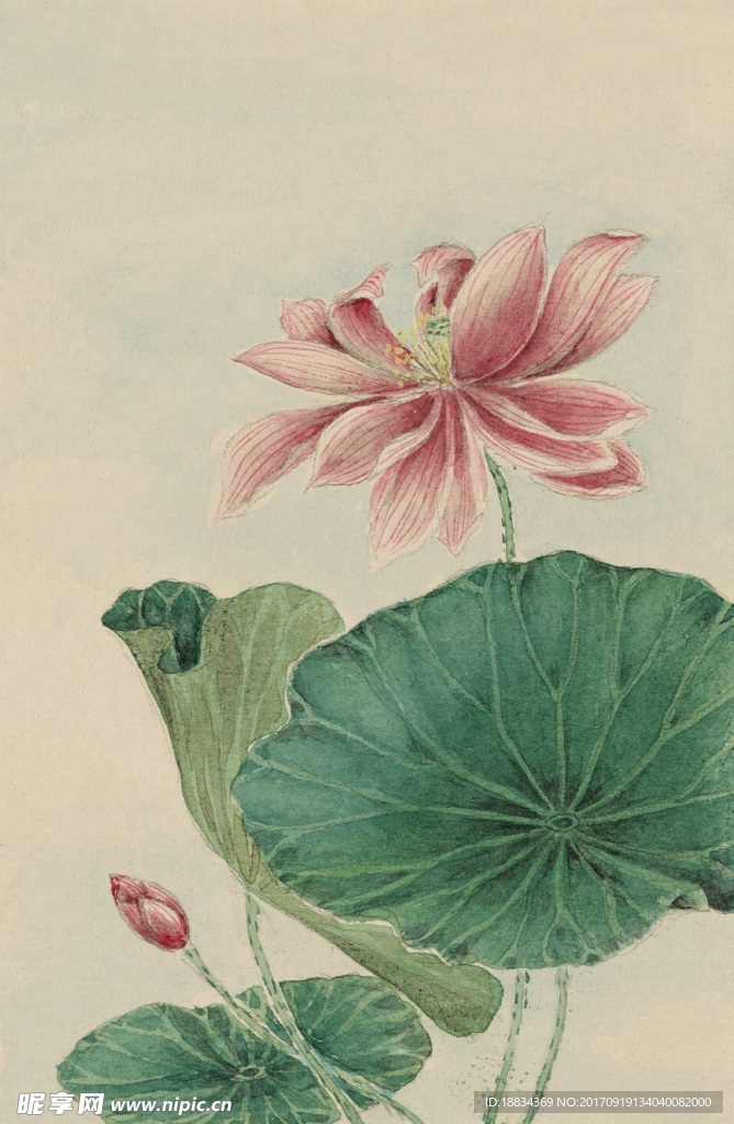 手绘水彩花