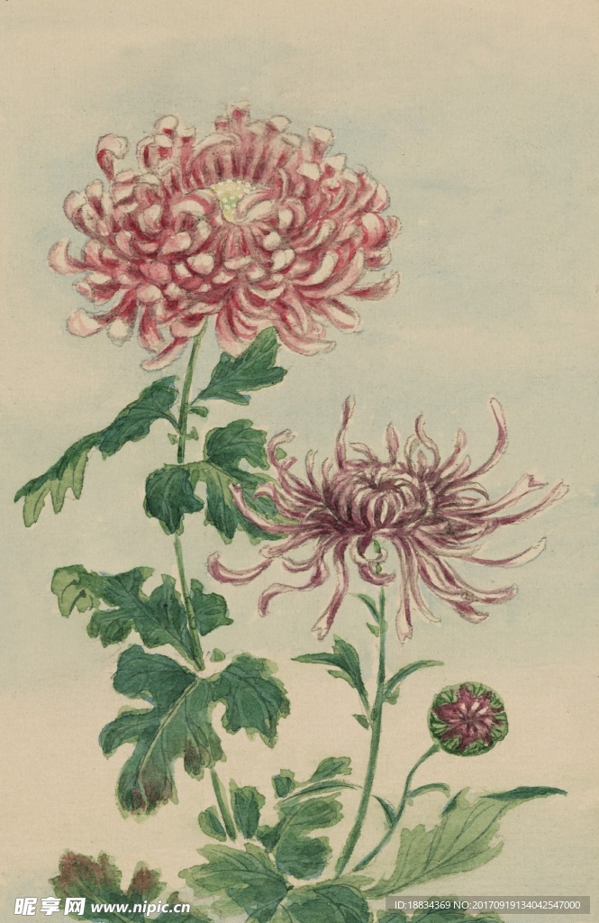 手绘水彩花