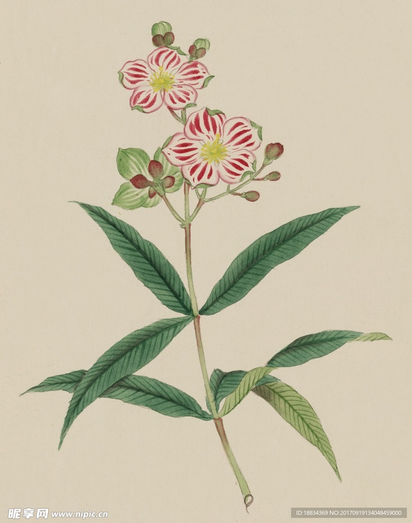 手绘水彩花