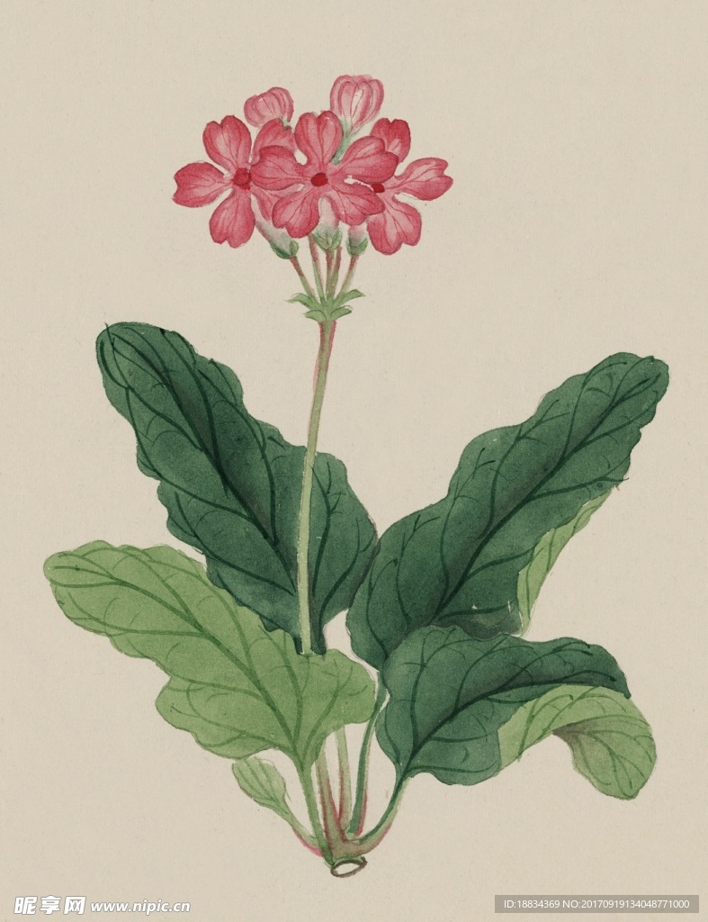 手绘水彩花