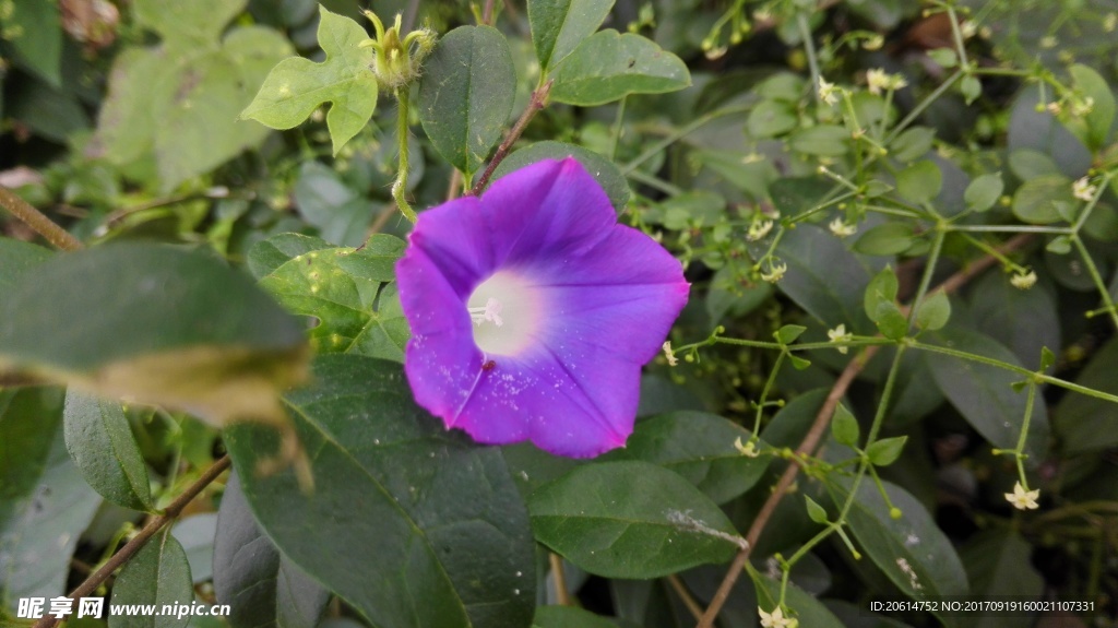 牵牛花