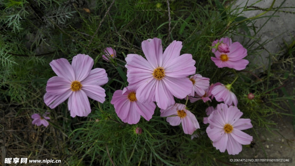 格桑花