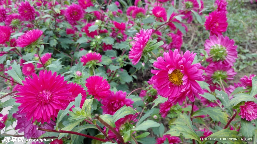 红艳艳的菊花