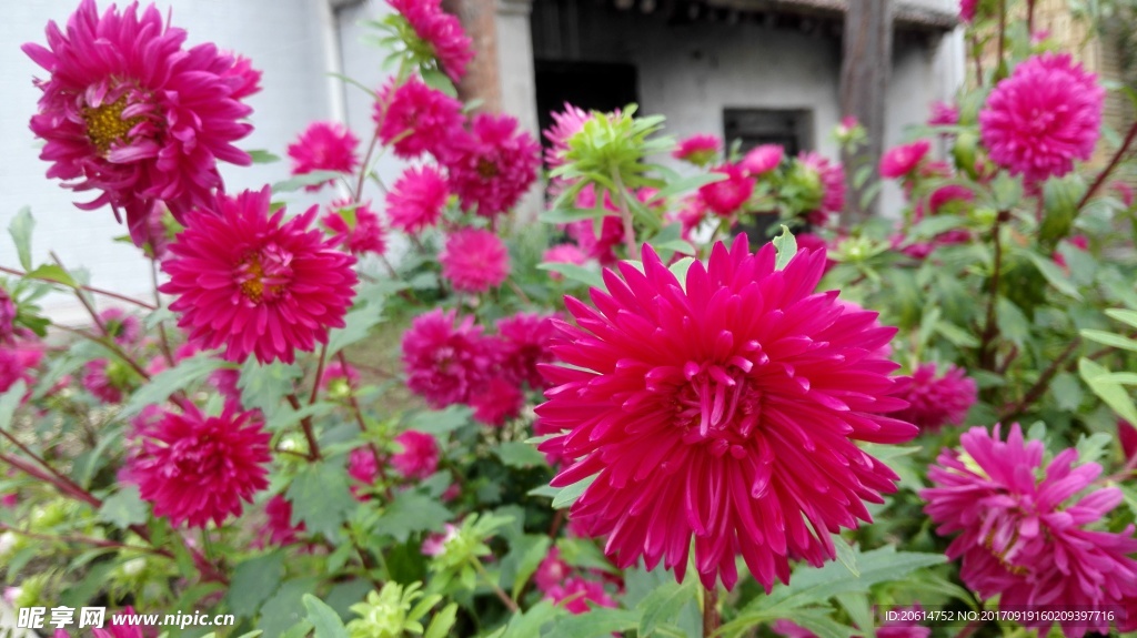 红色菊花