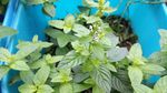 薄荷花