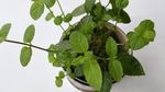薄荷