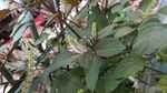 紫苏花
