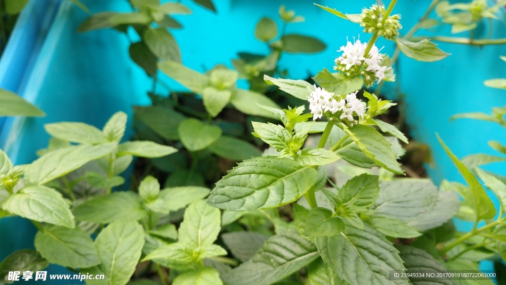 薄荷花