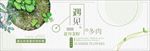 绿色文艺小清新多肉植物