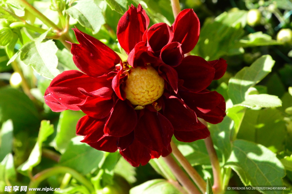 小丽花
