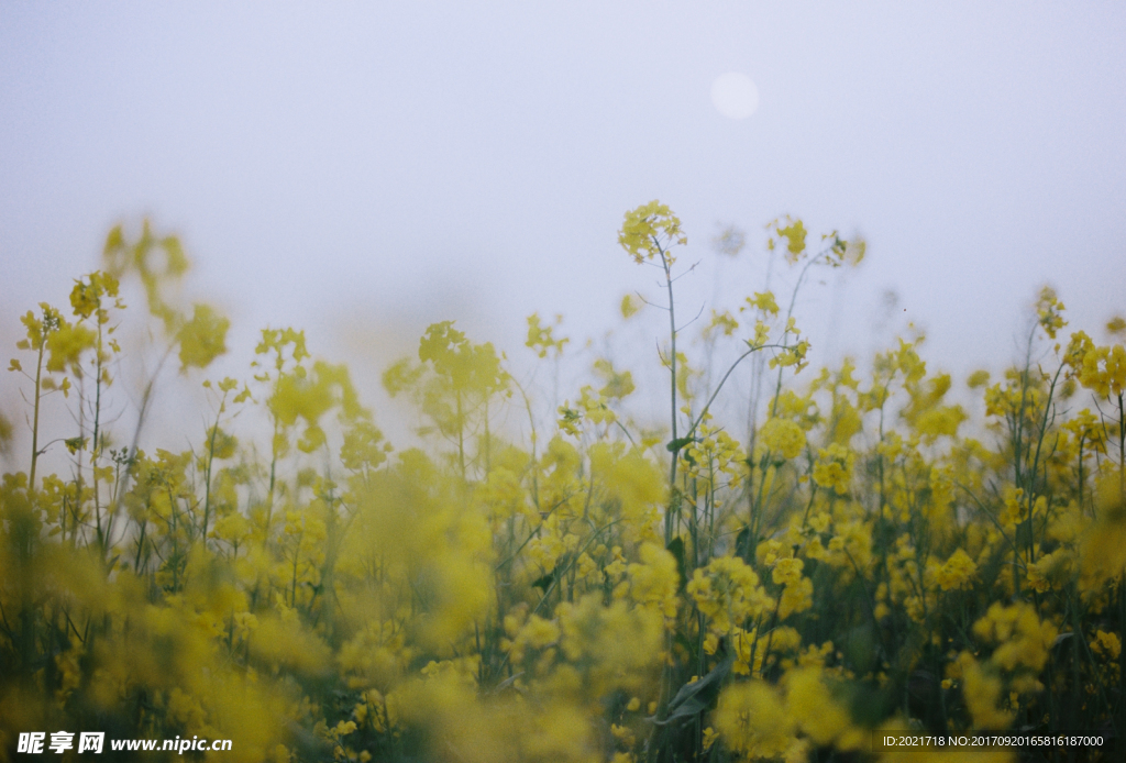 油菜花