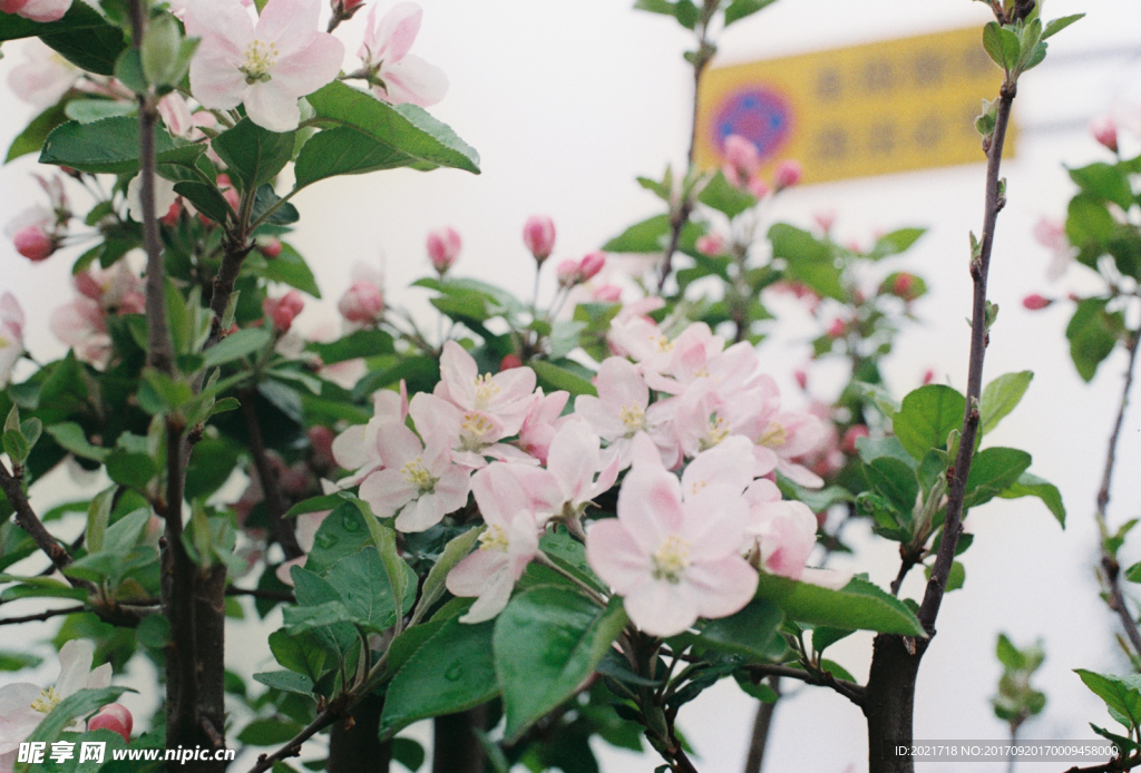 花儿开放