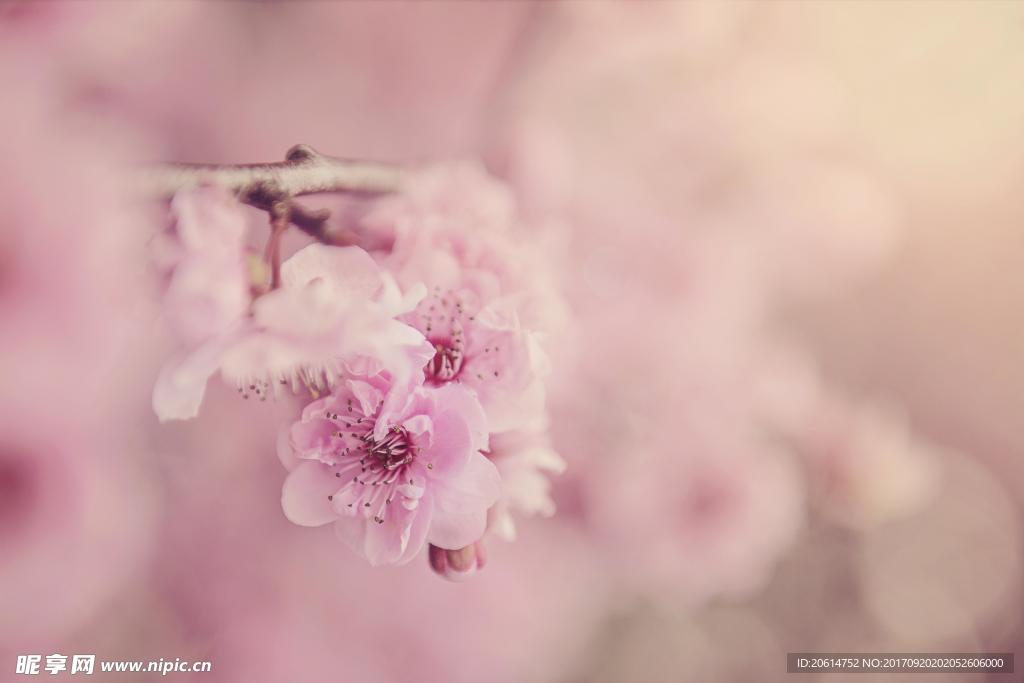 美丽桃花