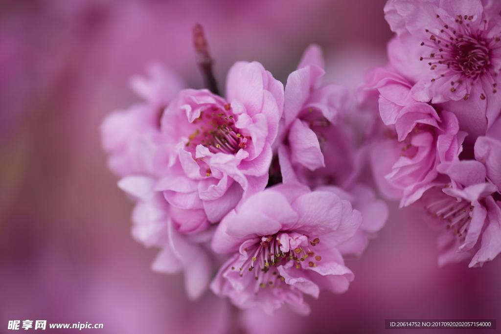 粉色桃花