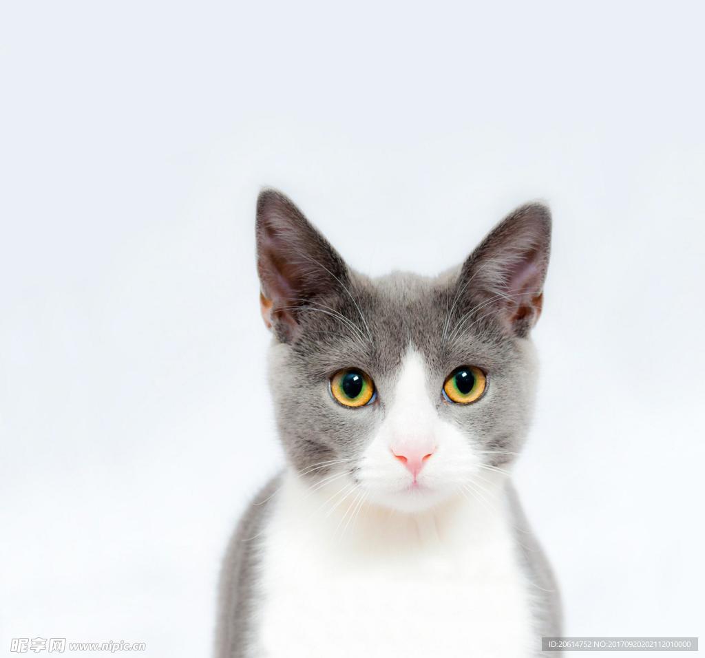 萌萌的猫咪