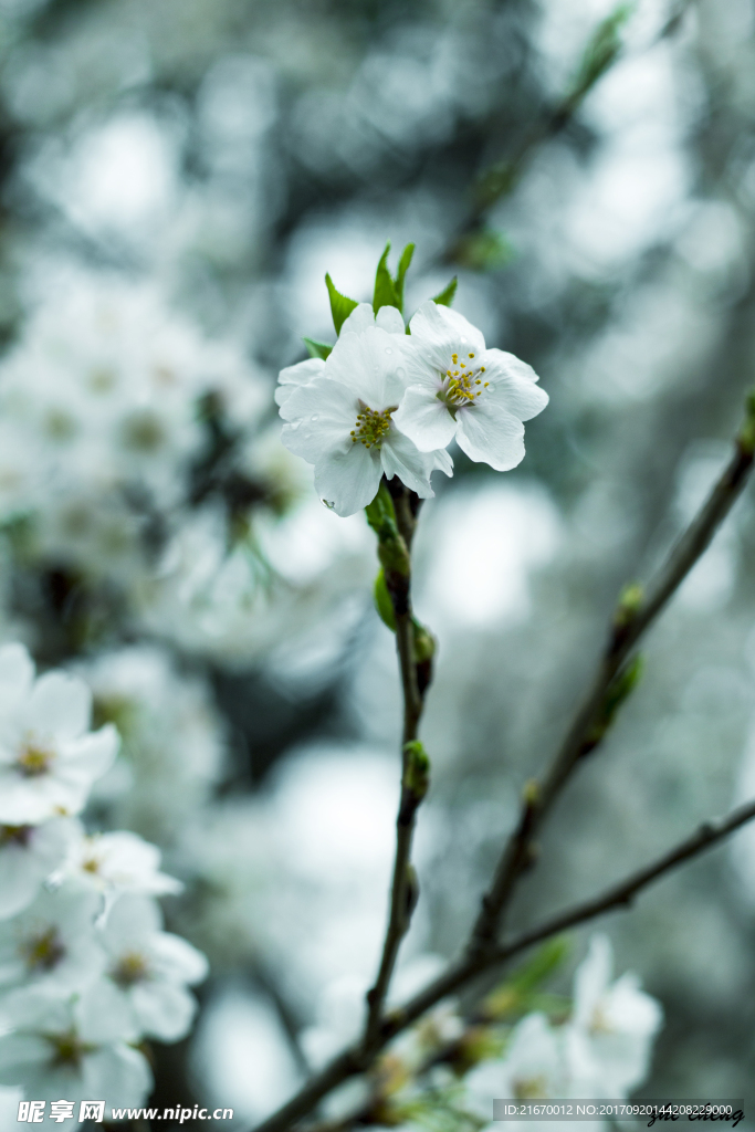 樱花