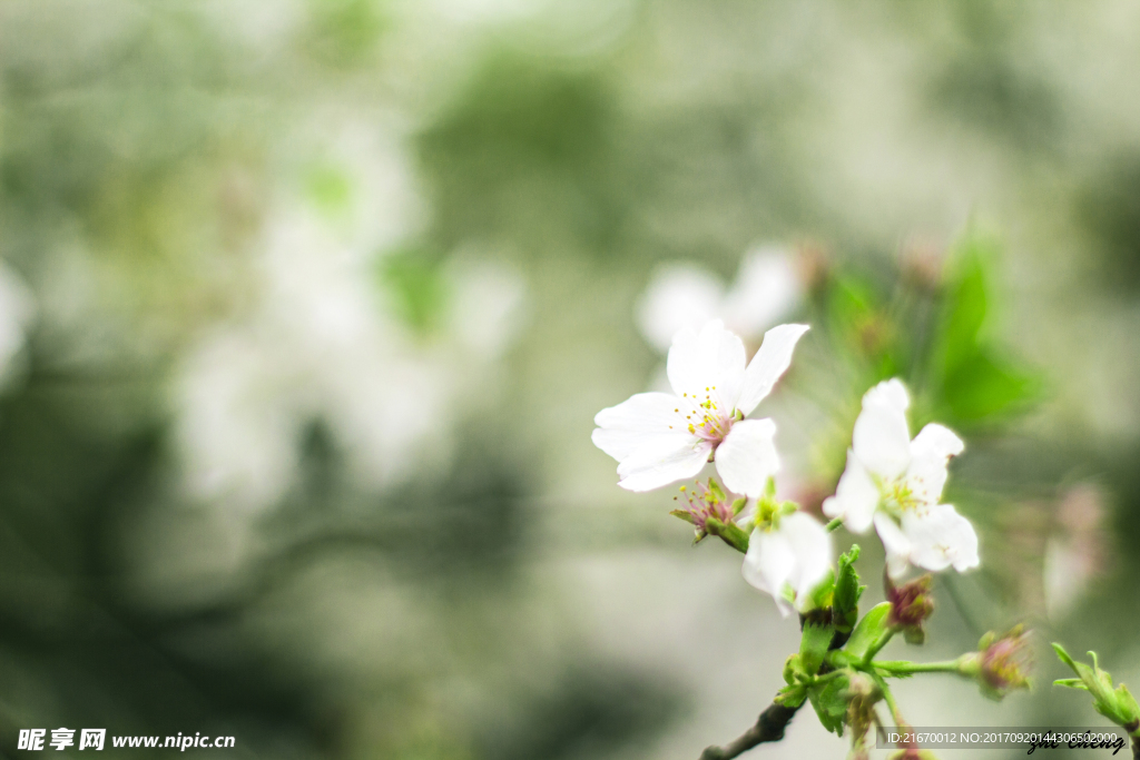 樱花