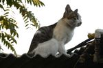 猫咪