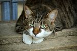 猫
