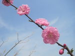 梅花 桃花