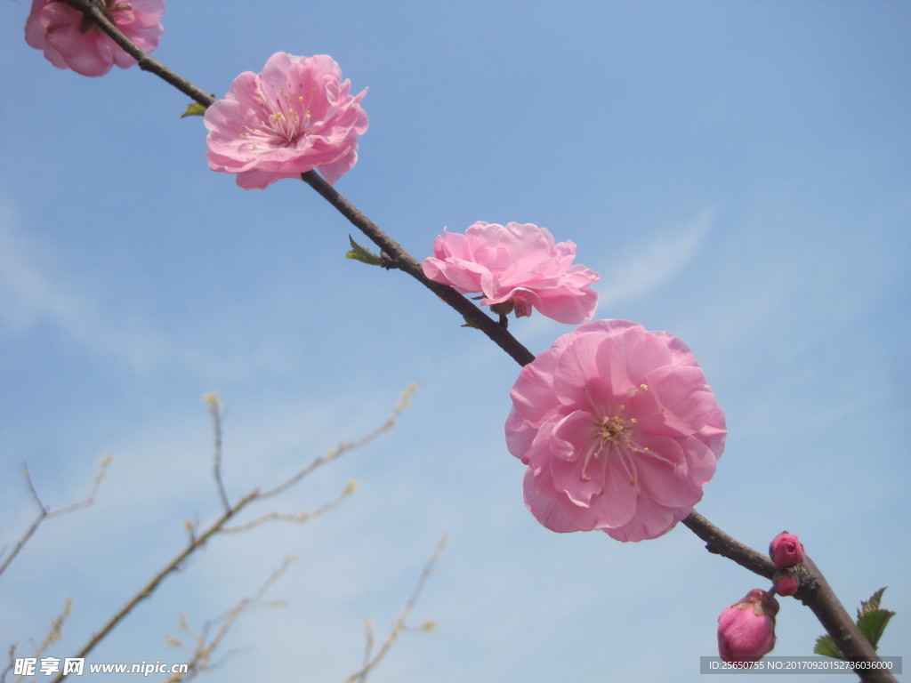 梅花 桃花