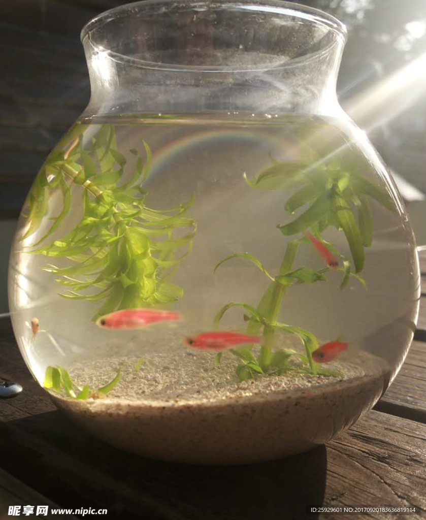 红斑马