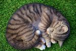 懒散的猫咪