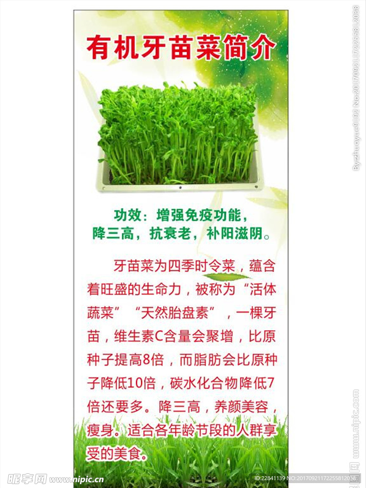 有机牙苗菜简介展架