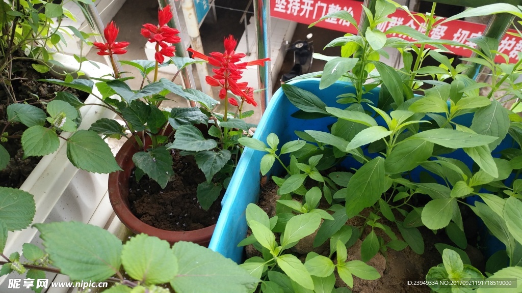 薄荷 一串红