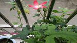 箭叶秋葵花