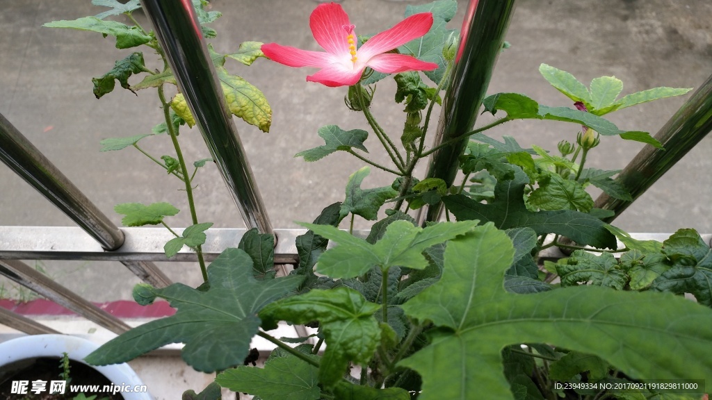 箭叶秋葵花