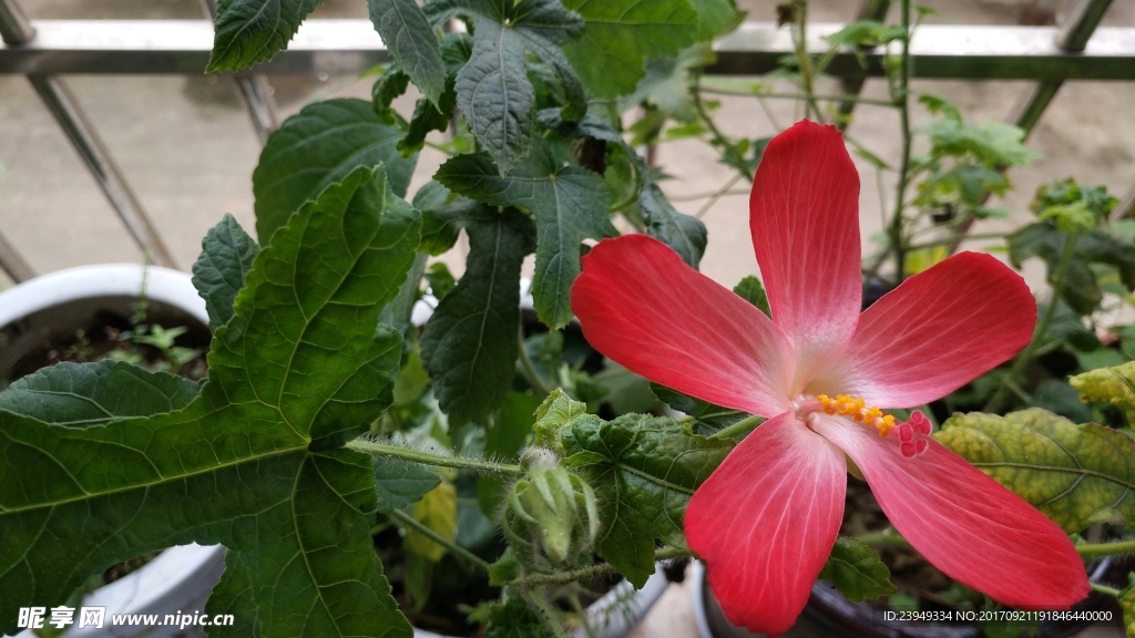 红花马宁