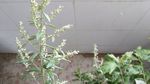 艾草花 蕲艾花