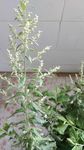 蕲艾花 艾草花