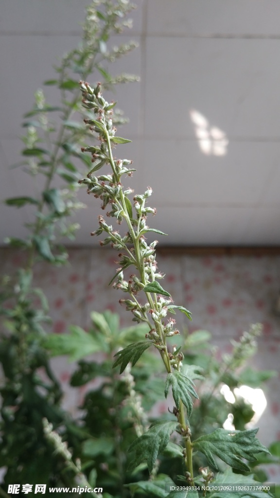 艾叶花