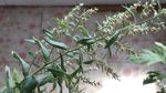 蕲艾花