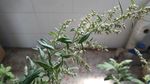 艾叶花 蕲艾花