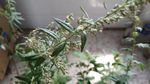 艾草花 蕲艾花