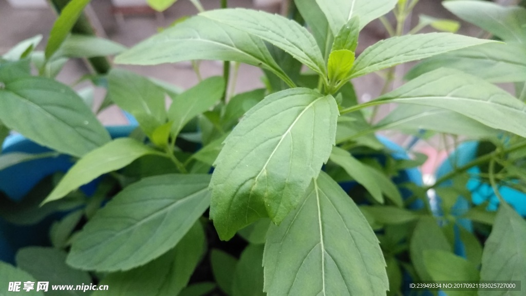 薄荷