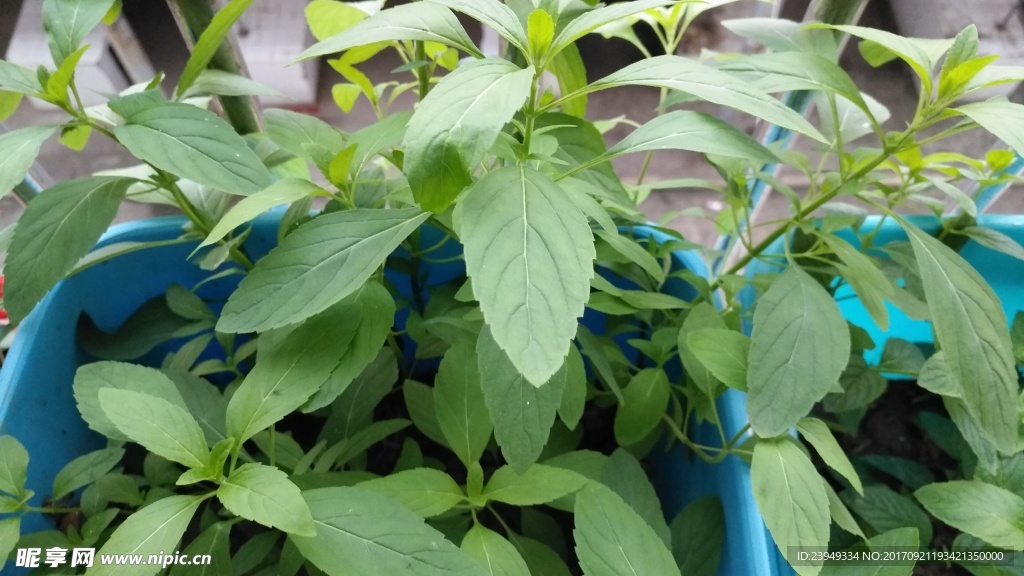 薄荷