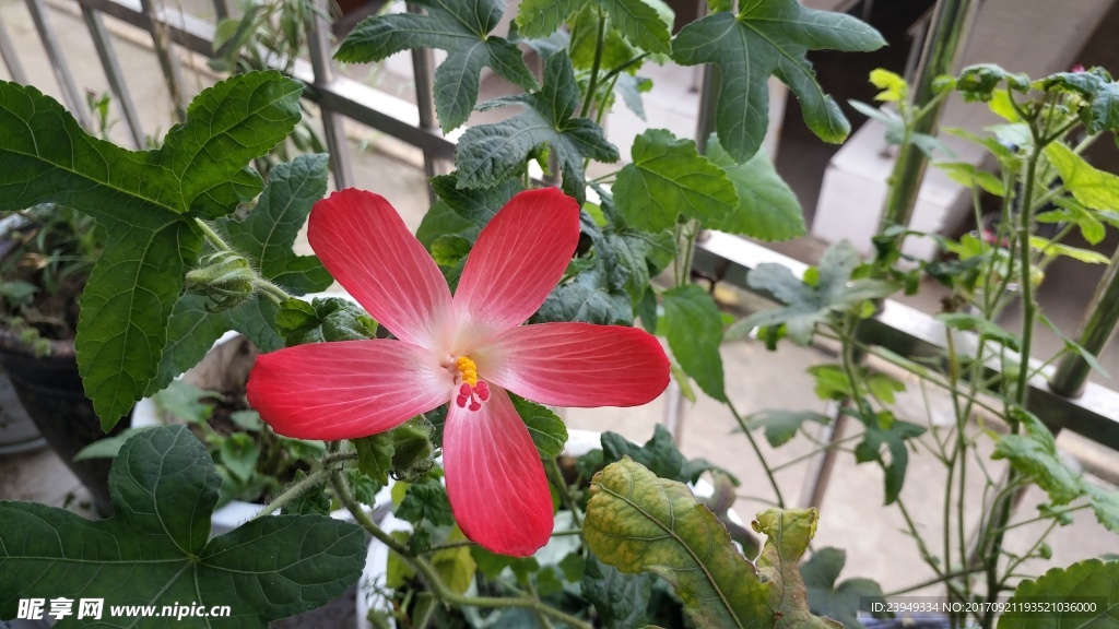 红花马宁