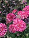 小花球 海石竹