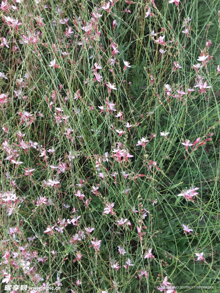 花的线条