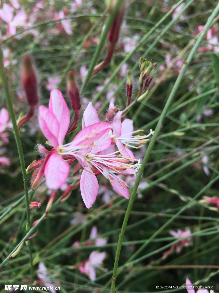 花 山桃草
