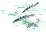 泥鳅