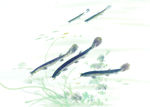 泥鳅