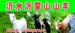沂蒙山山羊肉