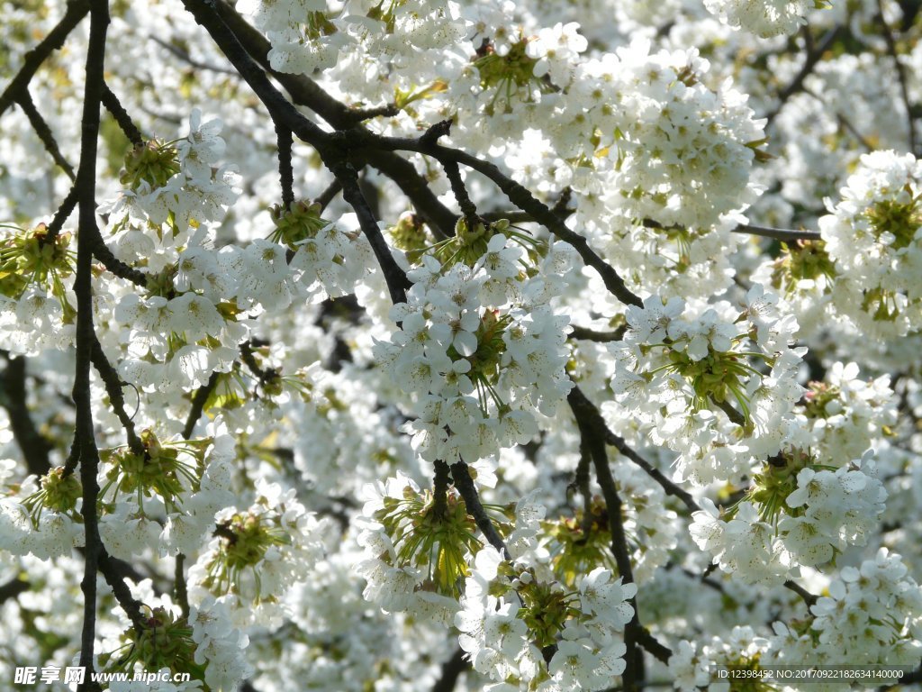 樱花